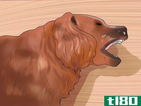 Image titled Help a Dog Who Has Canine Epilepsy Step 11