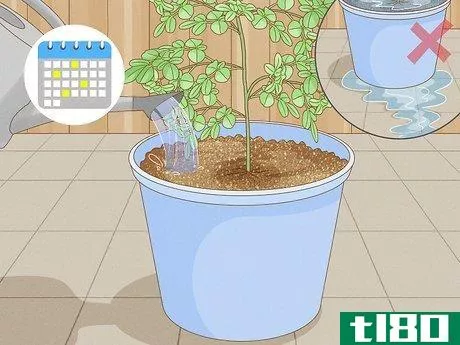 Image titled Grow a Moringa Tree Step 8