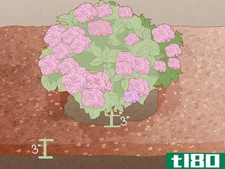 Image titled Get Hydrangeas to Bloom Step 8