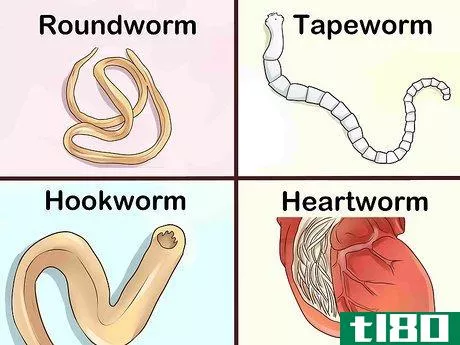 Image titled Identify Different Dog Worms Step 1