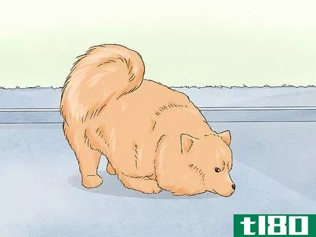 Image titled Identify a Pomeranian Step 12