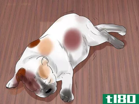 Image titled Help a Dog Who Has Canine Epilepsy Step 10