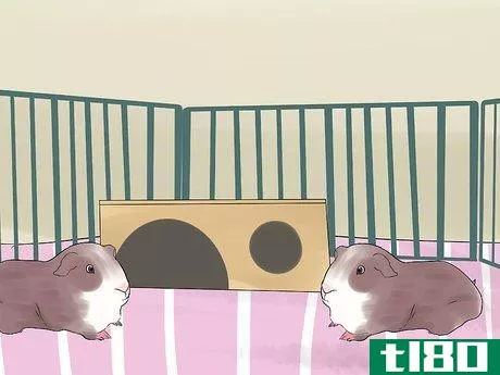 Image titled Introduce Your Guinea Pig to Floor Time Step 8