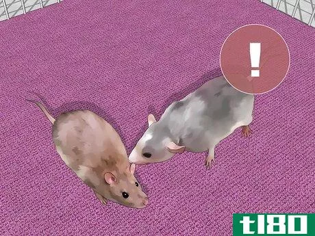 Image titled Introduce Pet Rats Step 5