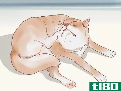 Image titled Know When Your Dog is Sick Step 10