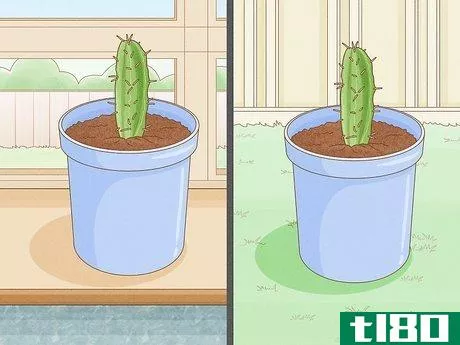 Image titled Grow Cactus in Containers Step 10