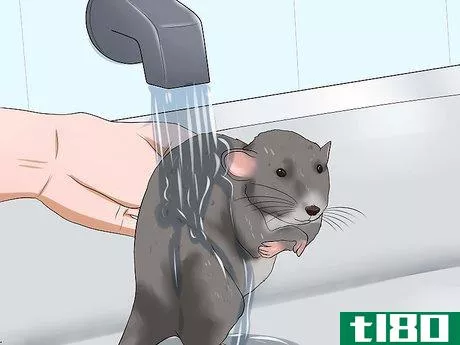 Image titled Keep a Pet Rat Clean Step 8