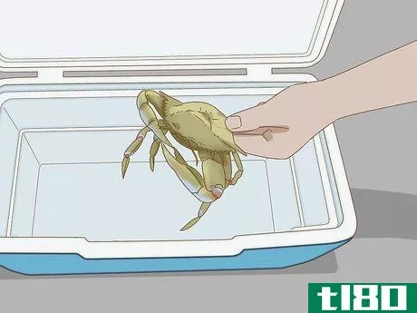 Image titled Keep Blue Crabs Alive Step 10