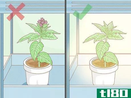 Image titled Grow Tobacco Inside Step 15
