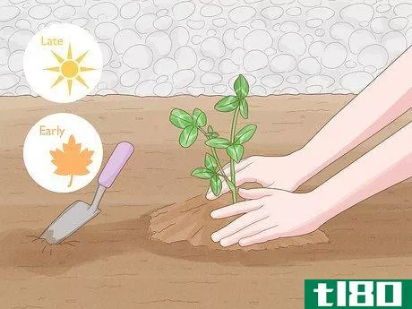 如何种植红三叶草：简单入门指南(grow red clover: the simple beginner's guide)
