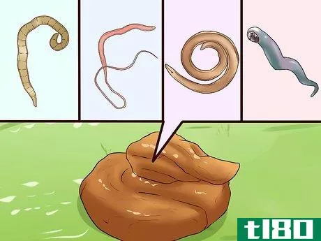 Image titled Identify Different Dog Worms Step 9