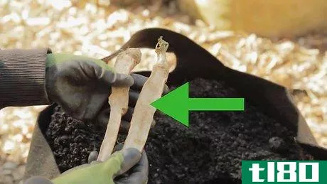 如何种植辣根(grow horseradish)