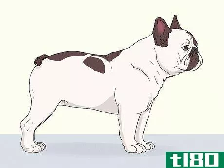 Image titled Identify a French Bulldog Step 5