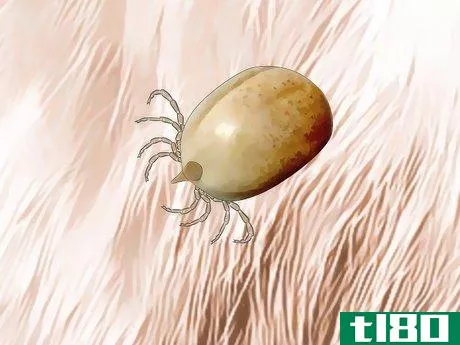 Image titled Identify Canine Tick Problems Step 6