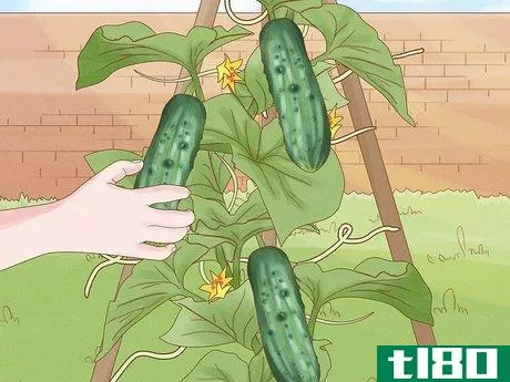 Image titled Grow Cucumbers in Pots Step 22