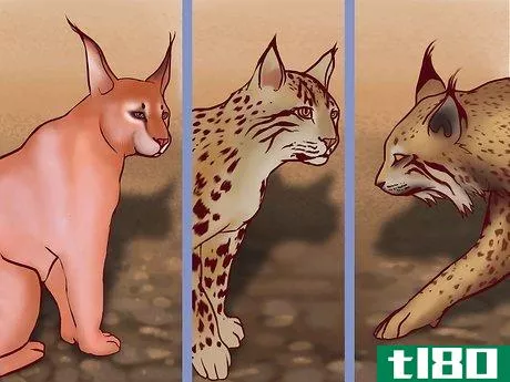 Image titled Identify Feline Species by Fur Step 10