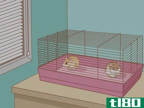 Image titled Introduce Two Dwarf Hamsters Step 11
