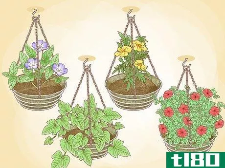 如何悬挂植物(hang plants)