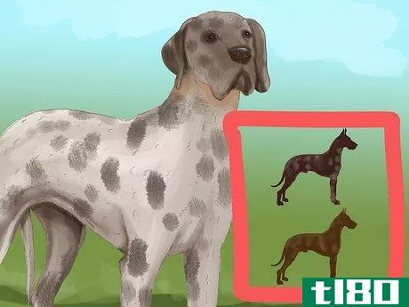 Image titled Identify a Great Dane Step 4