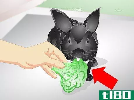 Image titled Keep Your Rabbit Slim Step 9