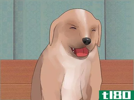 Image titled Get Rid of Dog Hiccups Step 3