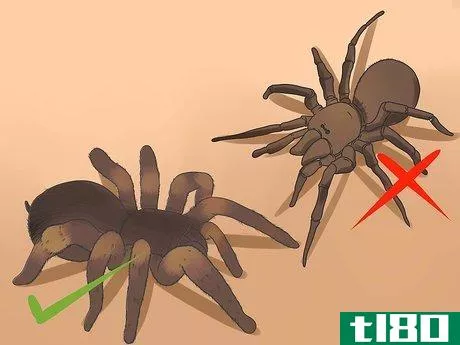 Image titled Identify a Tarantula Spider Step 5