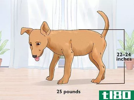 Image titled Identify a Potcake Dog Step 1
