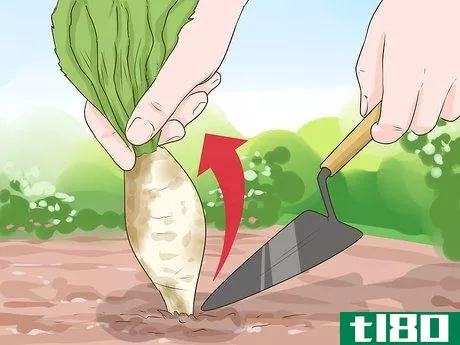 Image titled Harvest Chicory Step 7