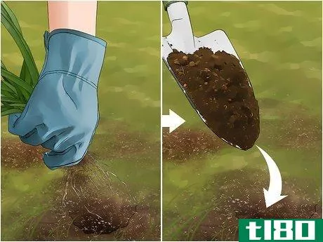 Image titled Get Rid of Onion Weed Step 7