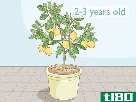 如何在室内种植柠檬树(grow lemon trees indoors)