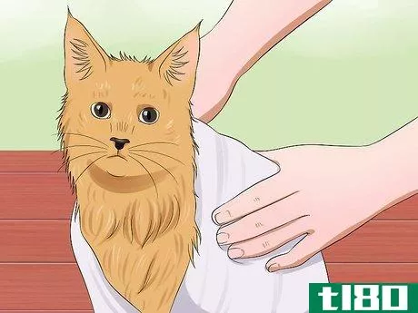 Image titled Groom a Maine Coon Cat Step 11