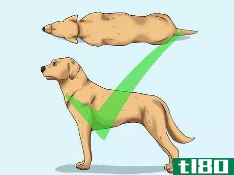 Image titled Help Your Dog Lose Weight Step 1