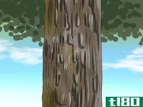Image titled Identify Oak Trees Step 11