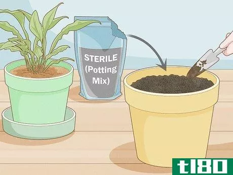 Image titled Get Rid of Gnats in Houseplants Step 15