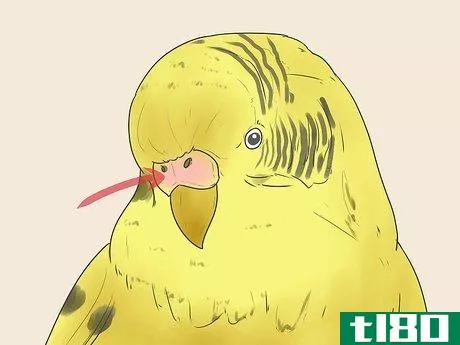 Image titled Identify Your Budgie's Gender Step 3