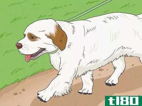 Image titled Identify a Clumber Spaniel Step 15