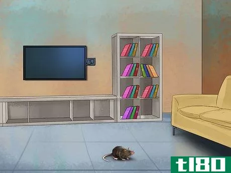 Image titled Get a Pet Rat Step 15