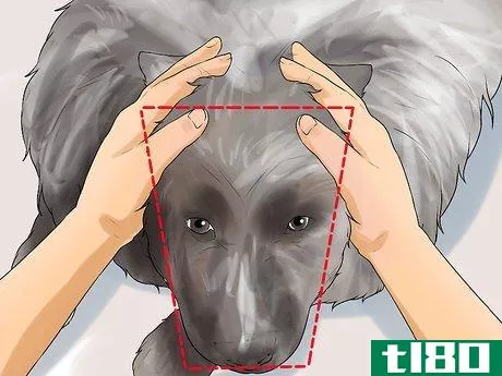 Image titled Identify a Keeshond Step 1