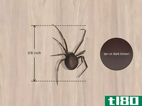 Image titled Keep False Widow Spiders Out of Your House Step 1