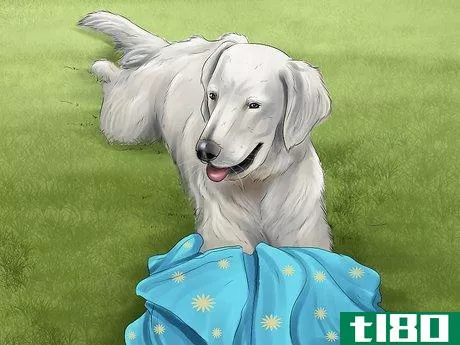 Image titled Introduce a Dog to a New Family Member Step 11