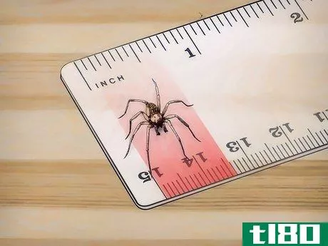 Image titled Identify a Hobo Spider Step 2
