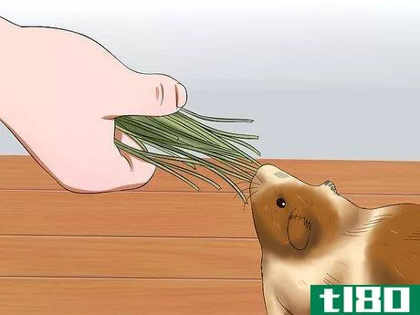 Image titled Get Your Guinea Pig to Trust You Step 8