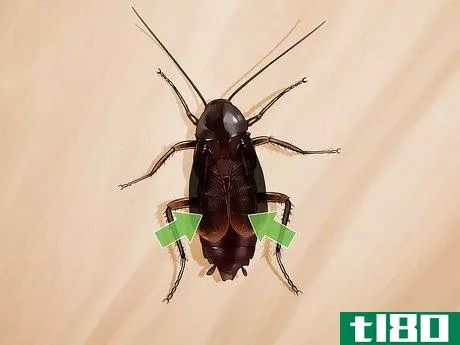 Image titled Identify a Cockroach Step 18