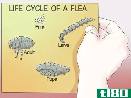 Image titled Get Rid of Fleas on a Puppy Too Young for Normal Medication Step 11