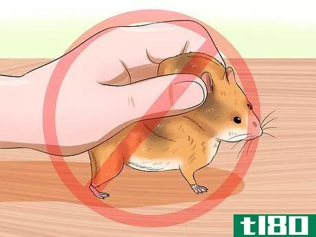 Image titled Hold Your Syrian Hamster Step 10