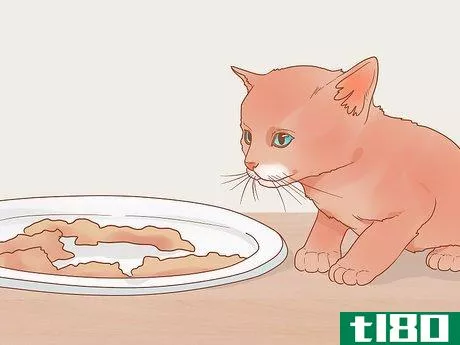 Image titled Introduce Your Kitten to the Outdoors Safely Step 5