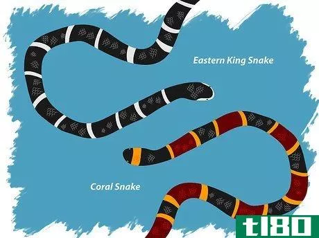 Image titled Identify a Venomous Snake Step 10