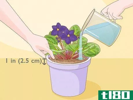 Image titled How Often Do You Water an African Violet Step 1
