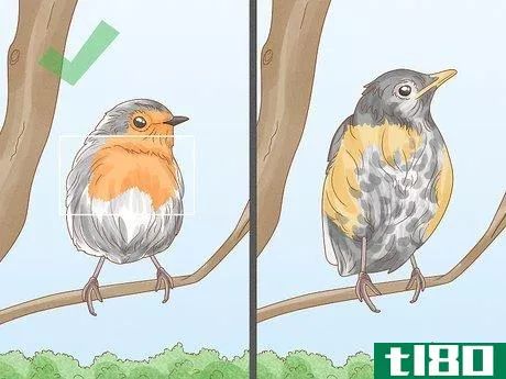 Image titled Identify a European Robin Step 4
