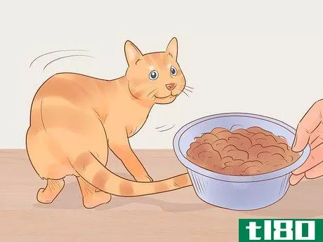 Image titled Identify and Treat Liver Shunts in Cats Step 3